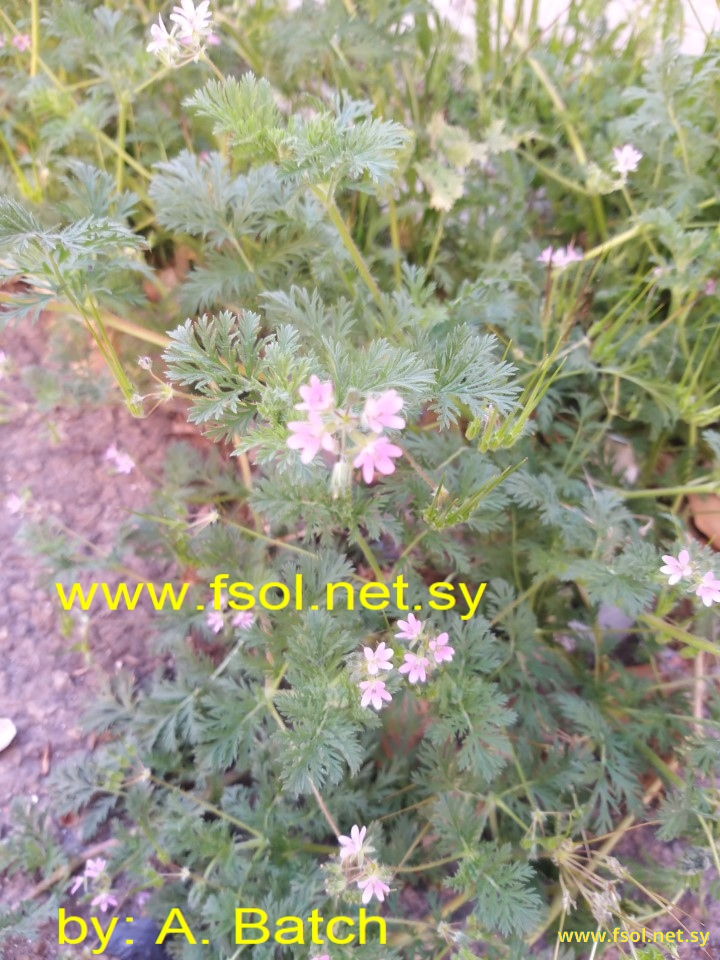 Erodium cicutarium (L.) L′Her